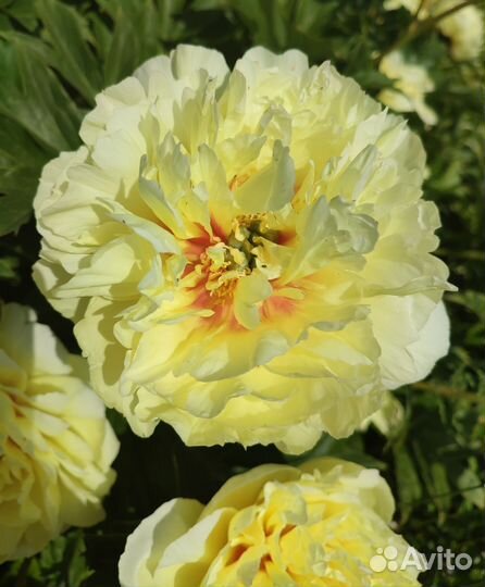 Пион Bartzella (Бартзелла)