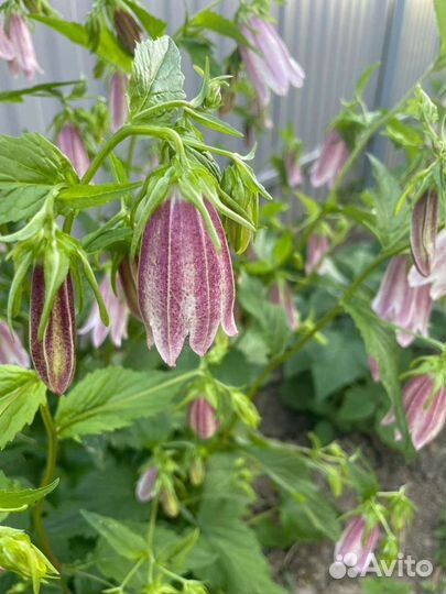 Колокольчик точечный,аквилегия махр., жасмин (чубу