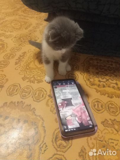 Вислоухие котята