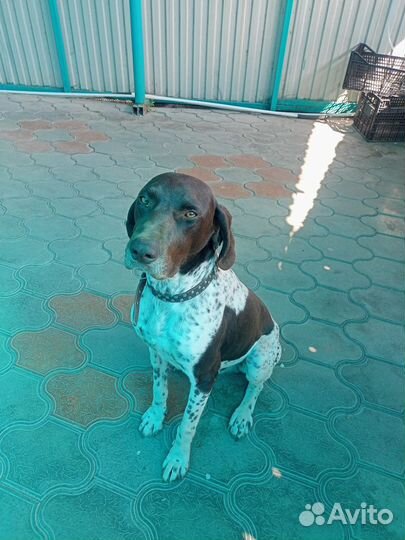 Немецкий курцхаар