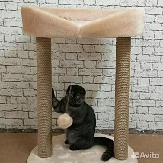 Когтеточка Марсела