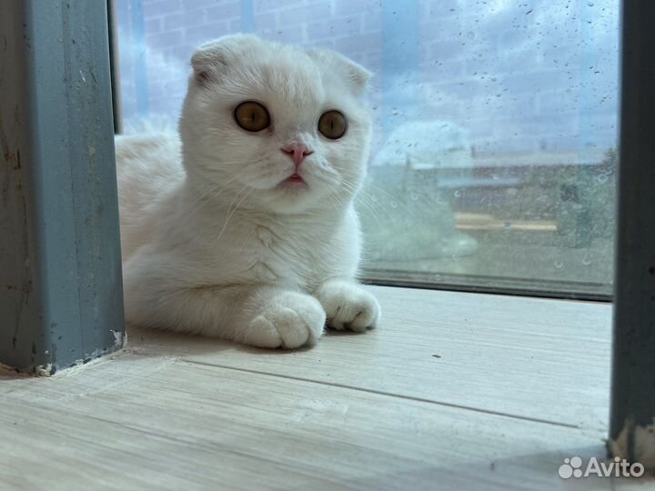 Шотландская