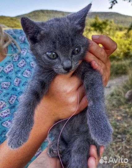 Отдам котенка в добрые руки