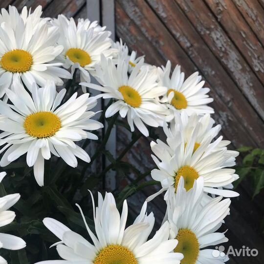 Ромашки оптом