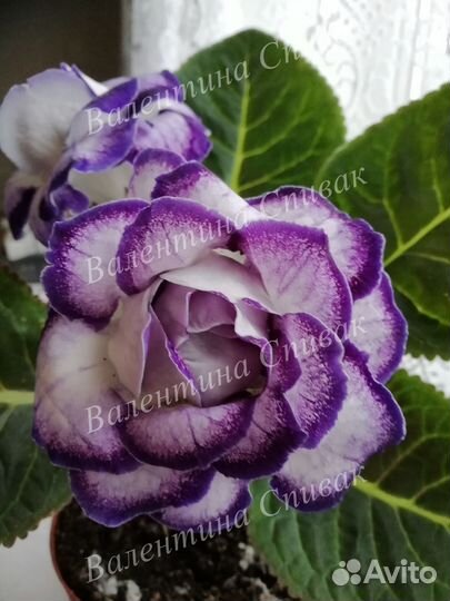 Глоксинии сортовые махровые