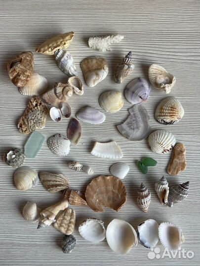 Морские раковины, звезды, кораллы
