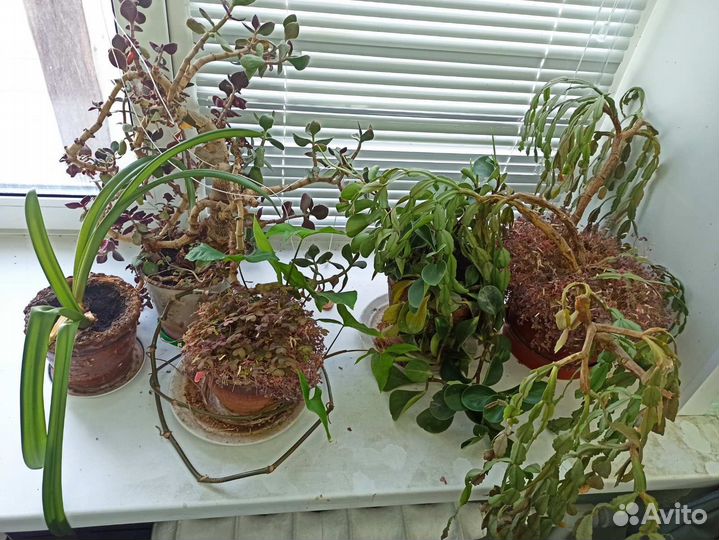 Комнатные цветы бесплатно