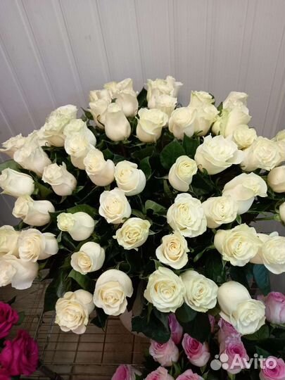 Белые розы 70 см с доставкой