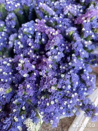 Статица сухоцвет