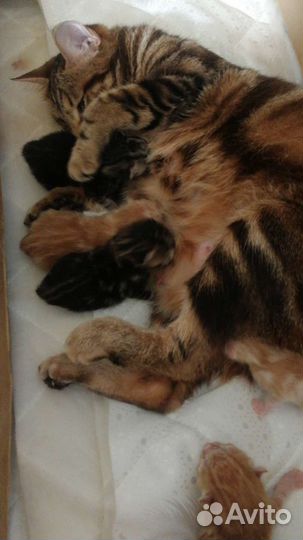 Курильский бобтейл