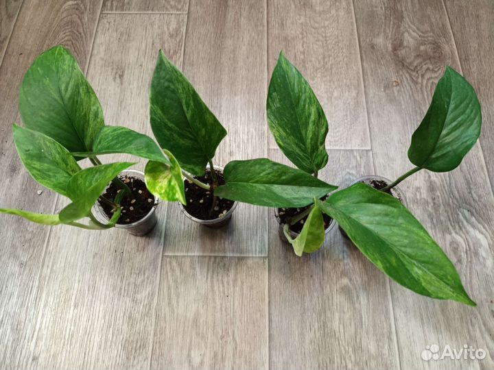 Эпипремнум/ сциндапсус