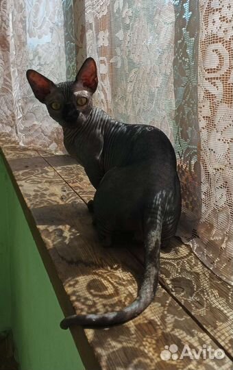 Котик бамбино