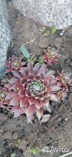 Каменная роза (молодило)