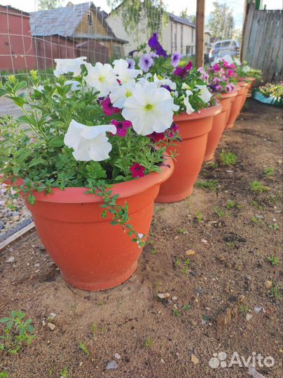 Цветы и готовые клумбы, саженцы клубники