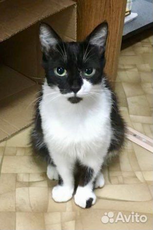 Кошечка Маруся мурчащим другом в Ваш дом)