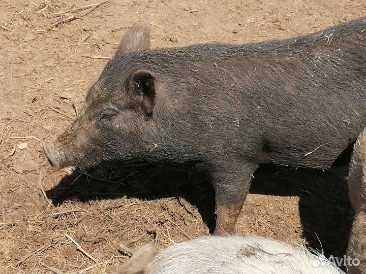 Вьетнамские свиньи, поросята