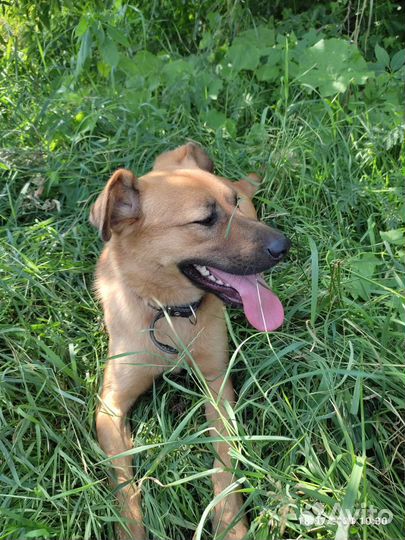 Собака из приют ищет дом