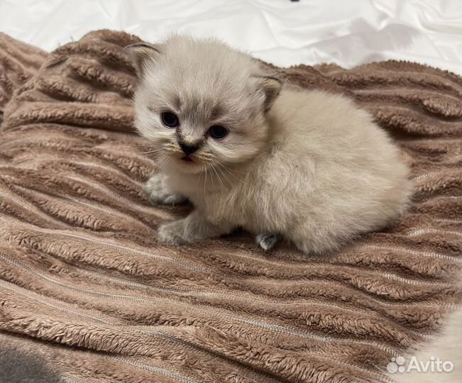 Шотландская вислоухая