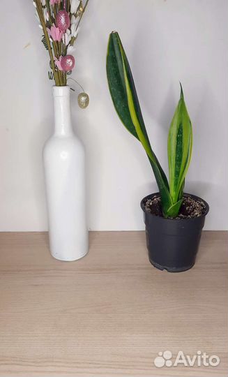 Сансевиерия Голден