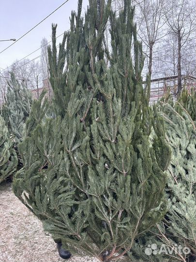 Продется сосна и ель