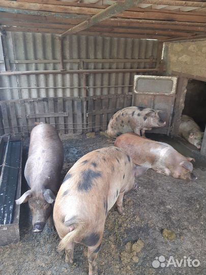 Ремонтные свинки