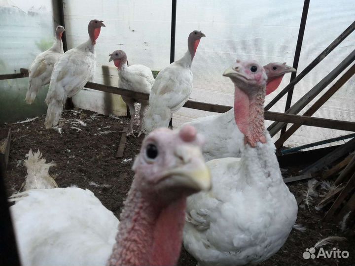 Мясо молодой индейки