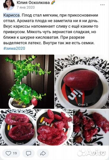 Карисса крупноплодная