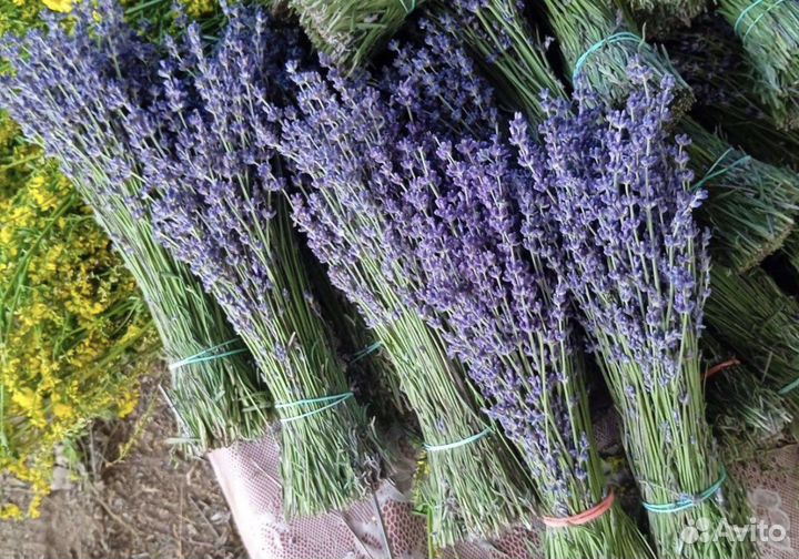 Крымская Лаванда