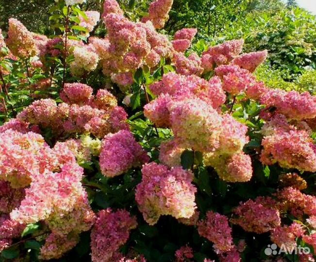 Гортензии цветущие