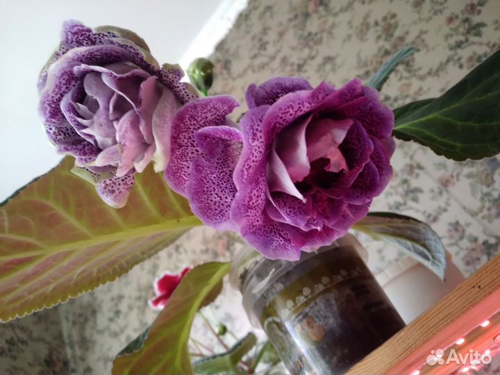 Глоксиния махровая