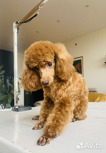 Груминг, стрижка собак, тримминг, доставка