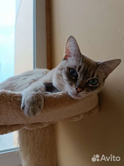 Тайский кот на вязку