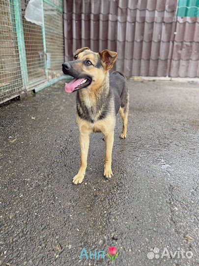 Маленькая собачка Джина