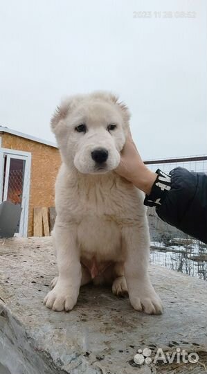 Щенки Алабая