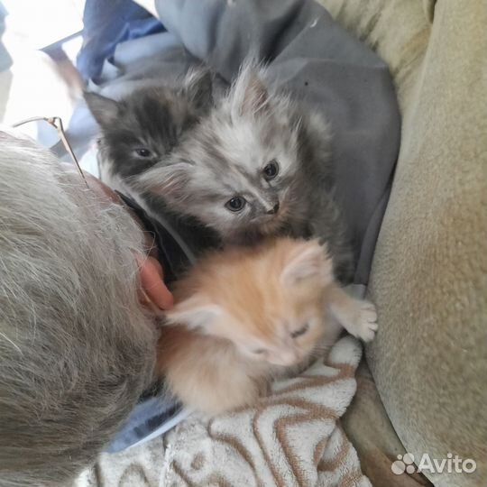 Кошки в добрые руки бесплатно