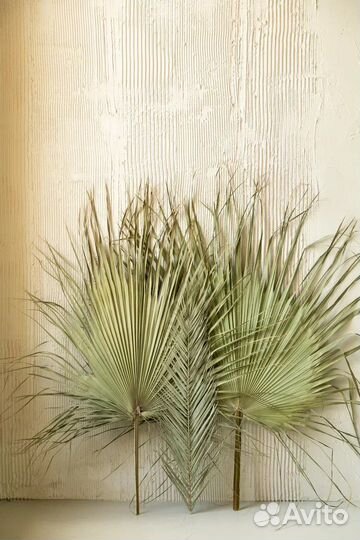 Листья Финиковой Пальмы Сухоцветы