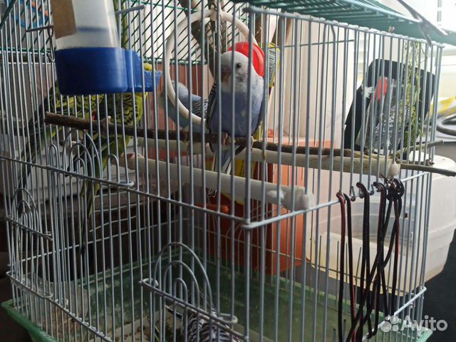 The bird набережные. Птицы татарстана. Птицы на набережной. Набережные челны птица. Маленькие птицы в пермском крае фотолесле.