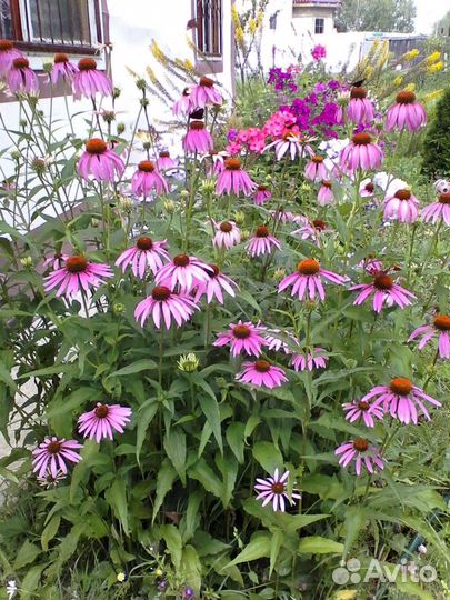 Эхинацея,многолетний цветок