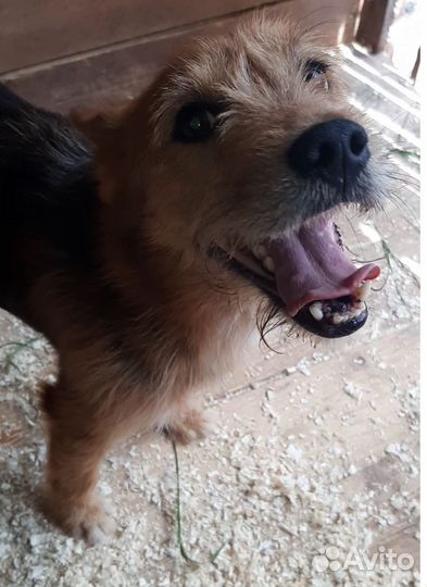 Бывший домашним терьерчик оказался в приюте