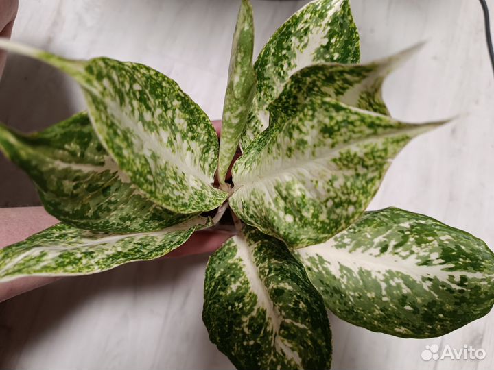 Аглаонемы Тайланд в ассортименте