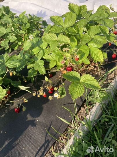 Земляника садовая