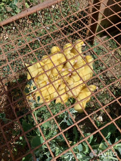 Индоутята белые тяжелой линии