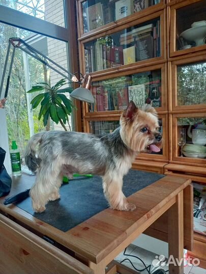 Стрижка собак, кошек у вас дома (любой адрес)