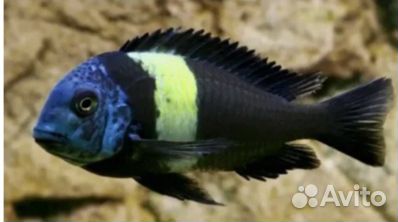 Трофеус Звездчатый (Дюбуа, или Дубоиси)