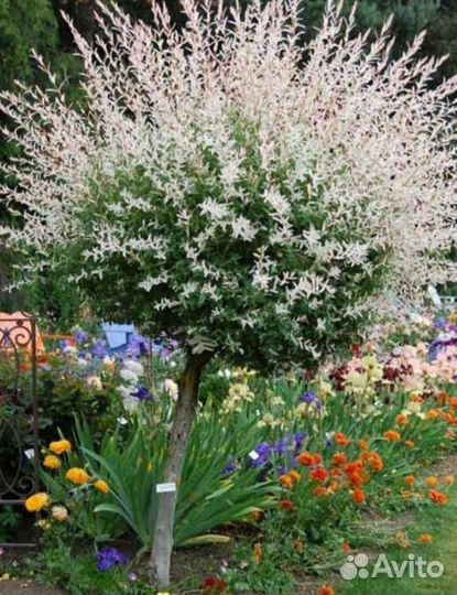 Ива Хакуро нишики (зкс)