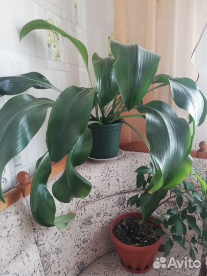 Продам эухарис