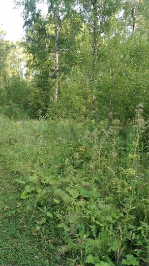 Участок 3,1 сот. (ИЖС)