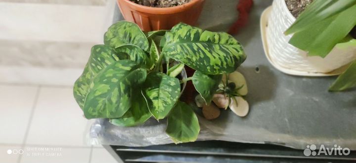 Хамелонема триколор камуфляж