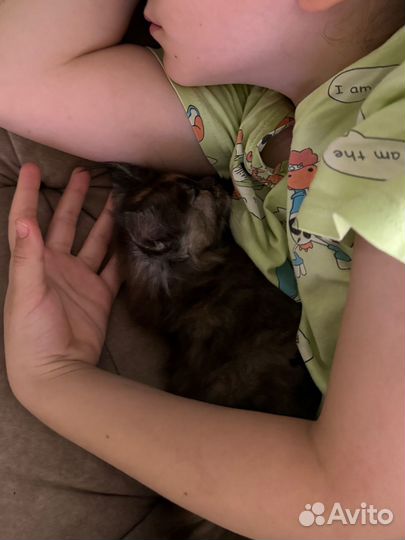 Мейн кун котята