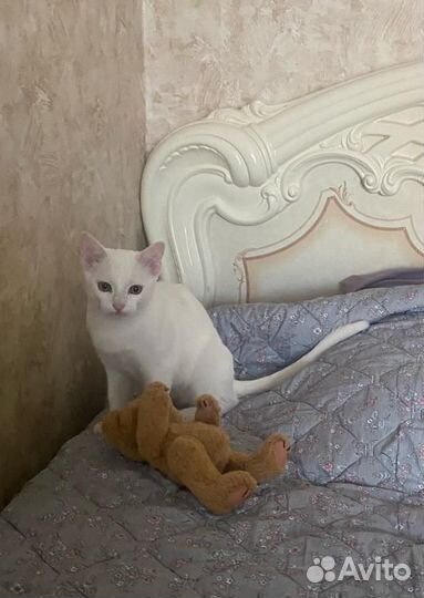 Котик в добрые ручки
